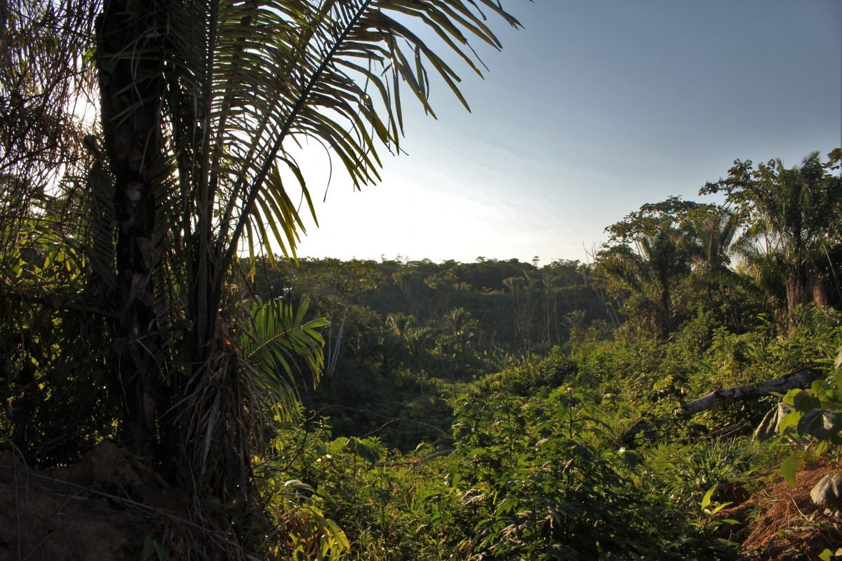 jungle trek.jpg
