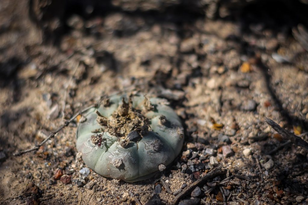 peyote desert