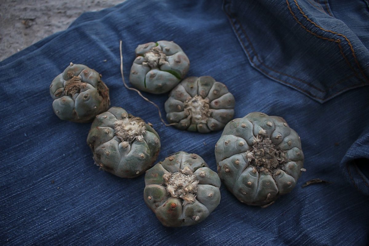 peyote hikuri heads cactus