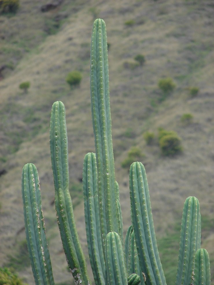 Echinopsis pachanoi san pedro wachuma cactus