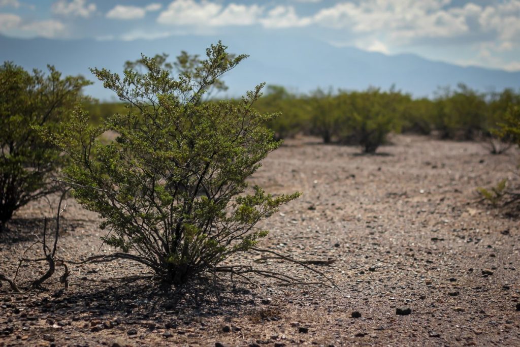 desert peyote cactus