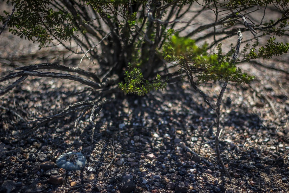 desert peyote cactus