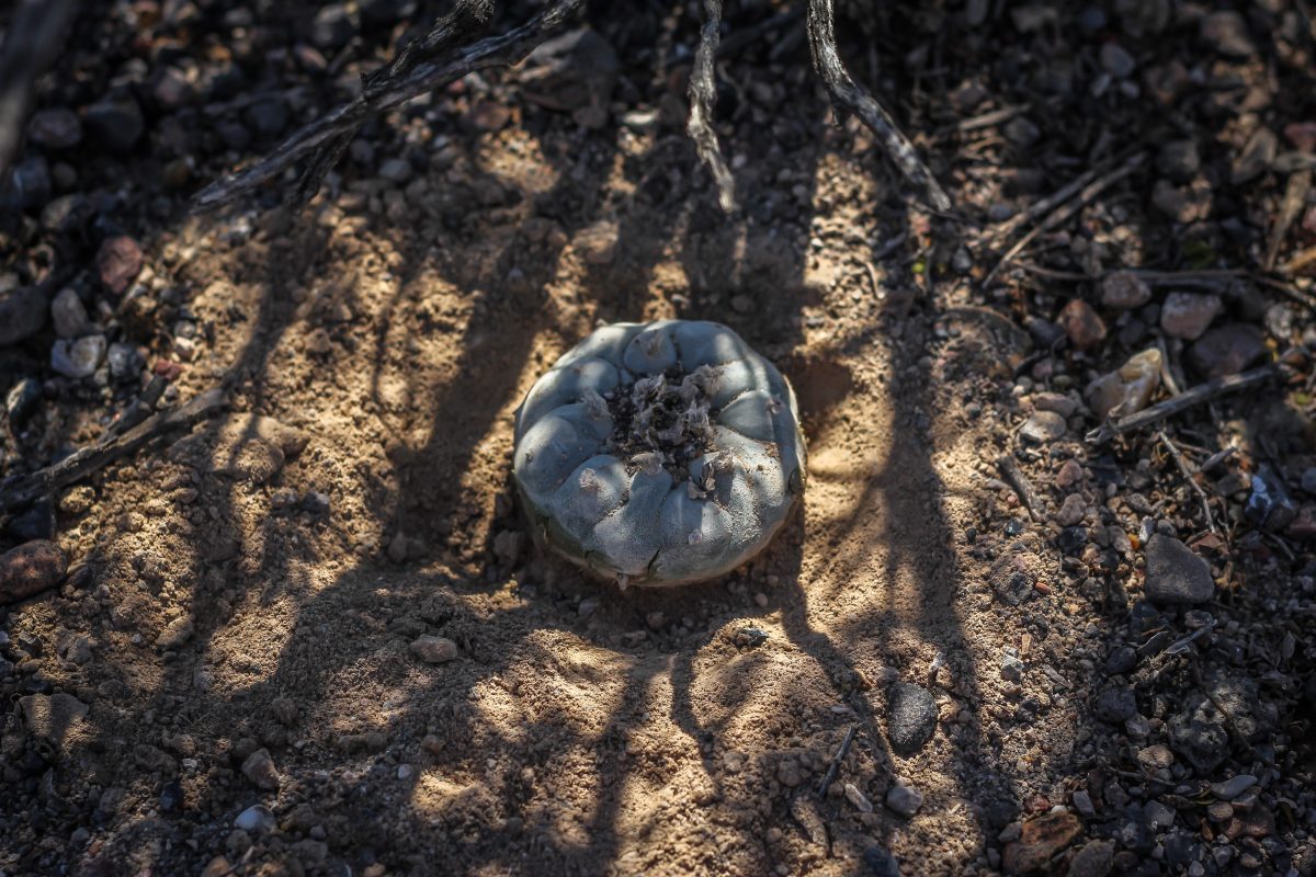 desert peyote cactus