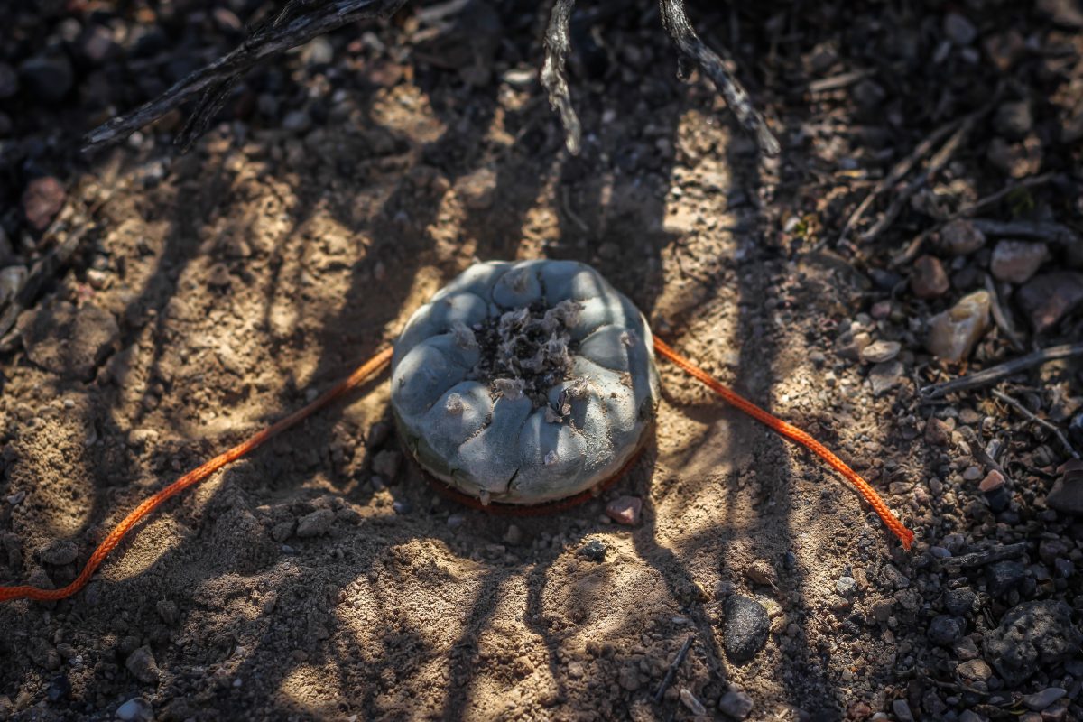 desert peyote cactus