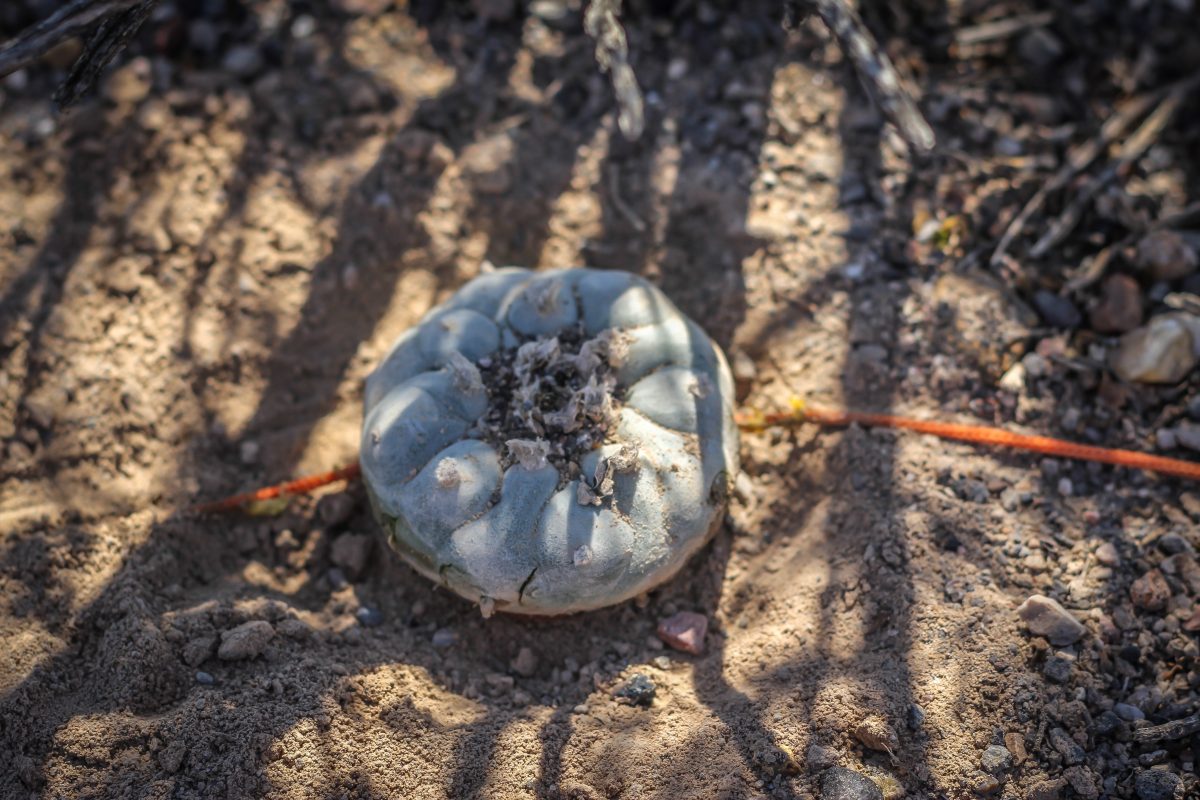 desert peyote cactus