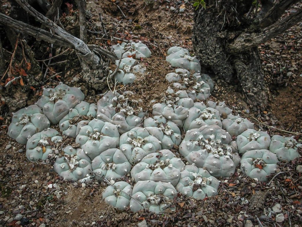 peyote cactus mexico hikuri