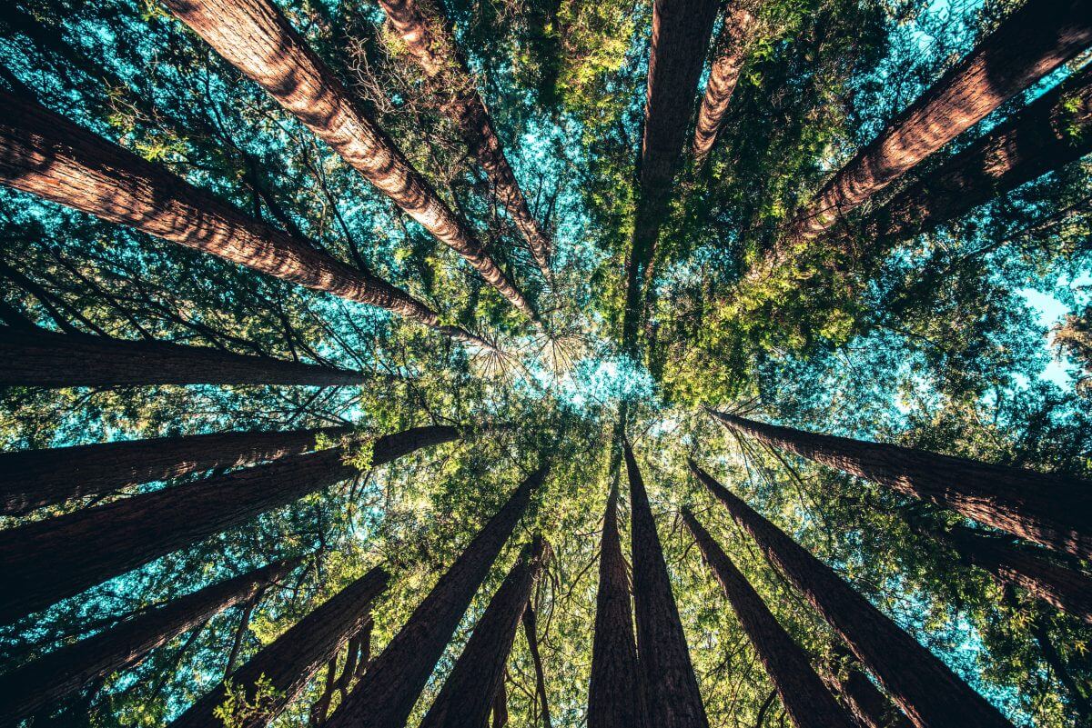 voyage psychédélique en forêt naturelle