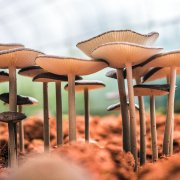 mushrooms how often should i trip psilocybin