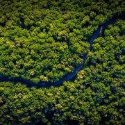 rainforest steve pavlina lessons ayahuasca