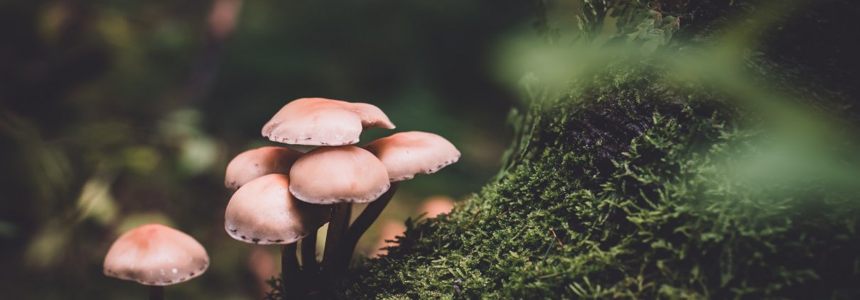 mushrooms high doses psychedelics