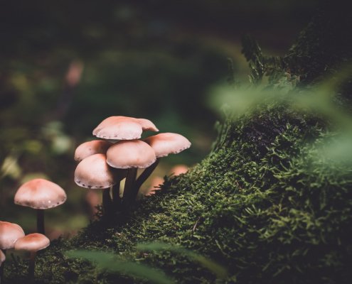 mushrooms high doses psychedelics