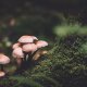 mushrooms high doses psychedelics