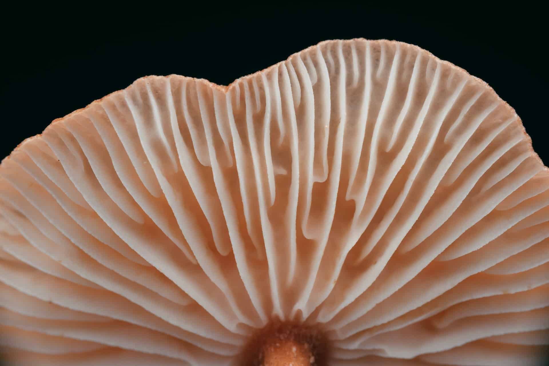 Modus Mushrooms: Unlocking the Power of Psychedelic Fungi