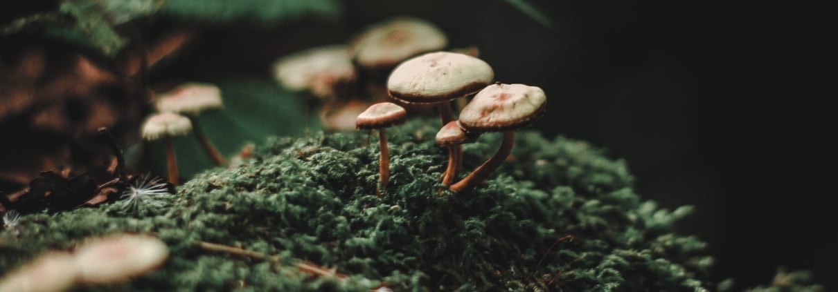 mushrooms microdosing protocol psilocybin